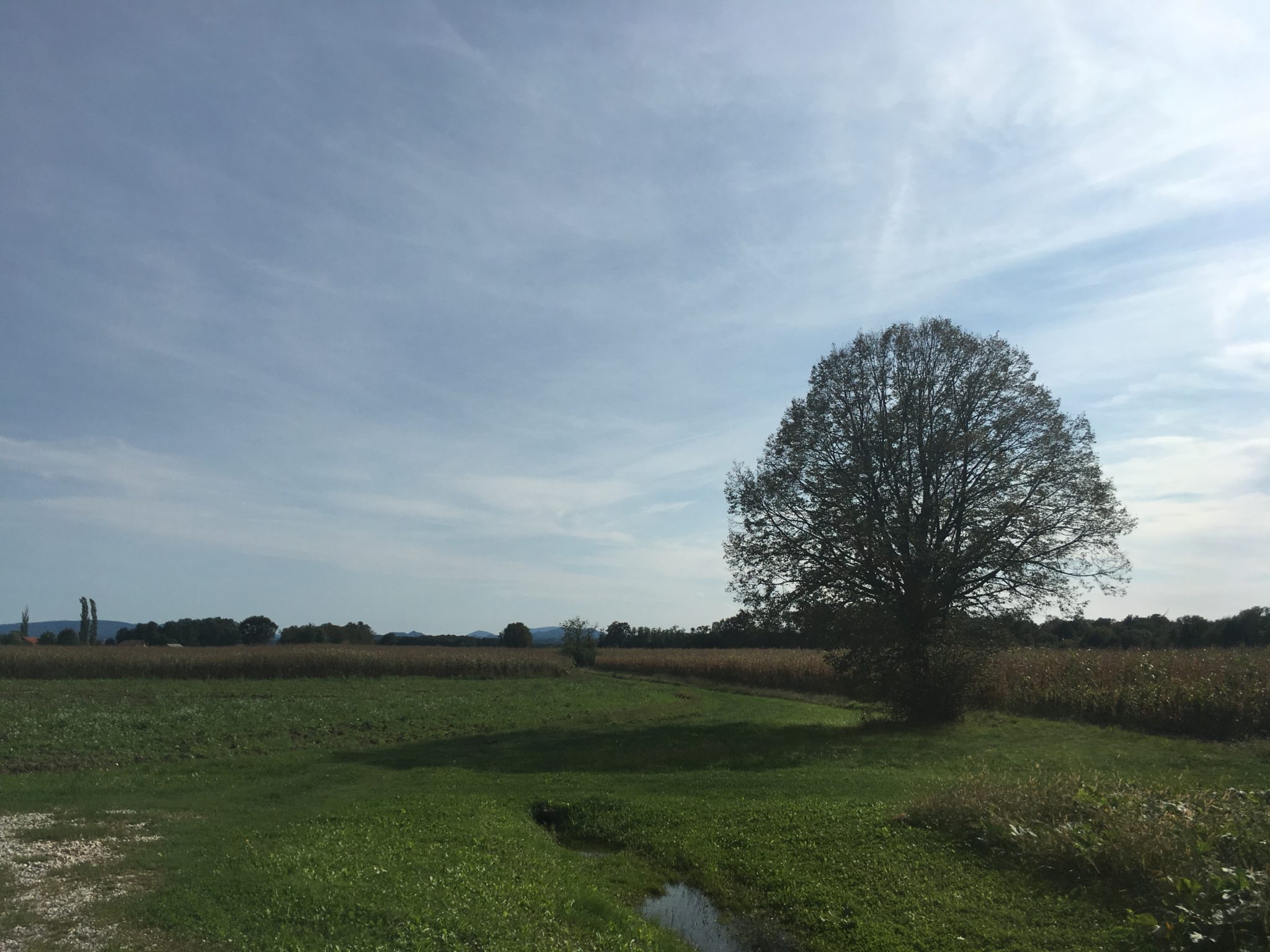 Feld mit Baum in Slowenien